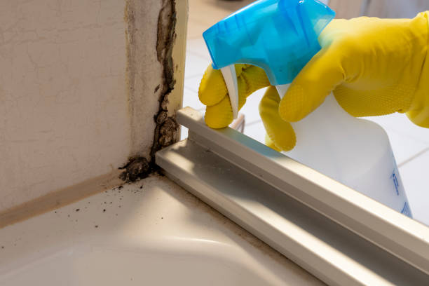 Best Mold Testing and Inspection Services in Indian River, MI