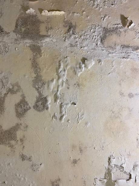 Best DIY Mold Remediation Support Services in Indian River, MI