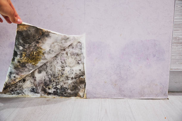 Best Attic Mold Remediation in Indian River, MI